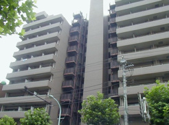 コスモタバタの画像