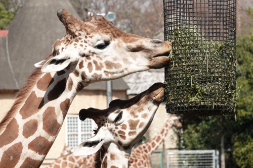 横浜市立金沢動物園はこども連れにおすすめ!動物観察や触れ合いを楽しもうの画像