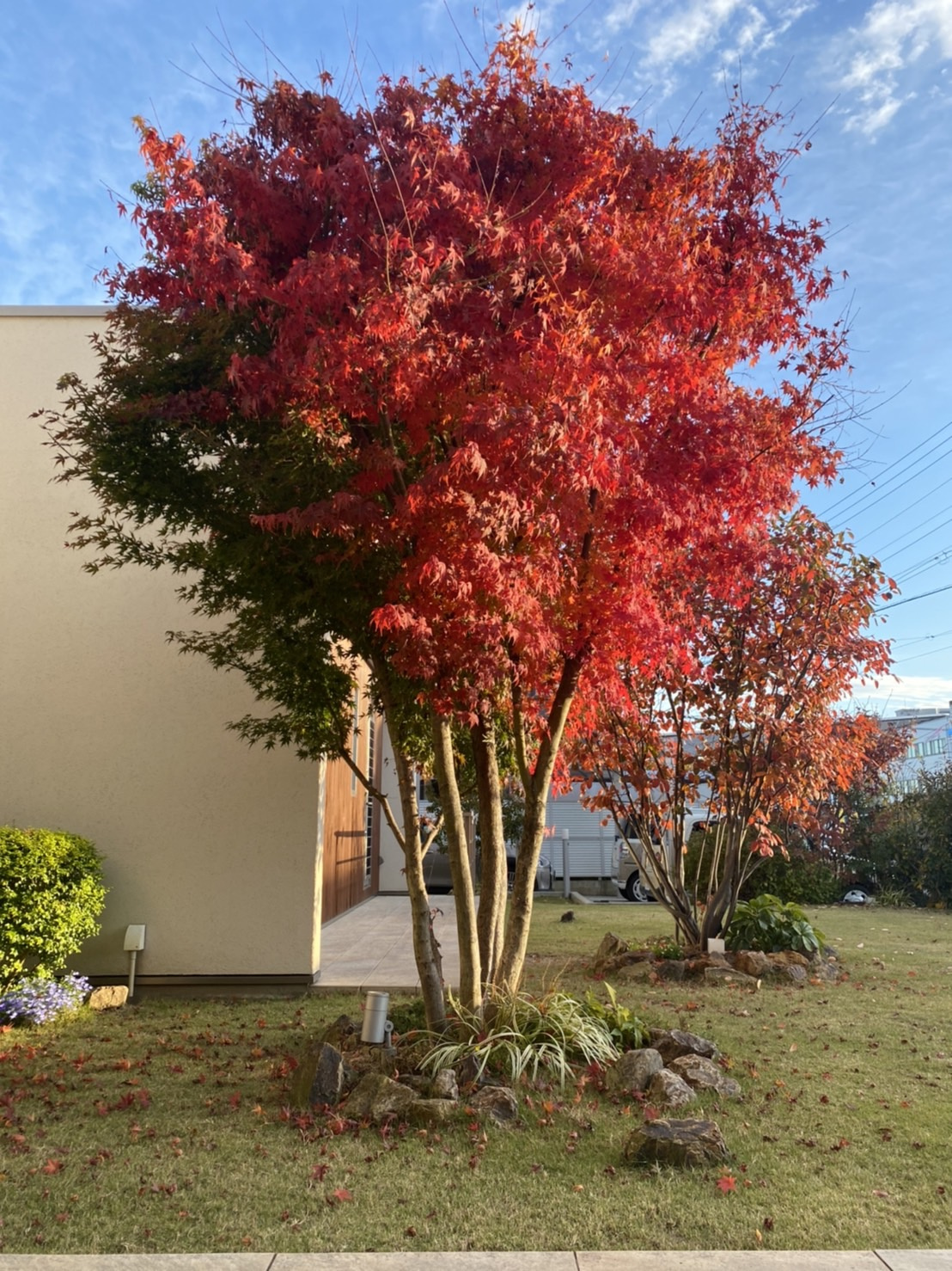 紅葉の画像