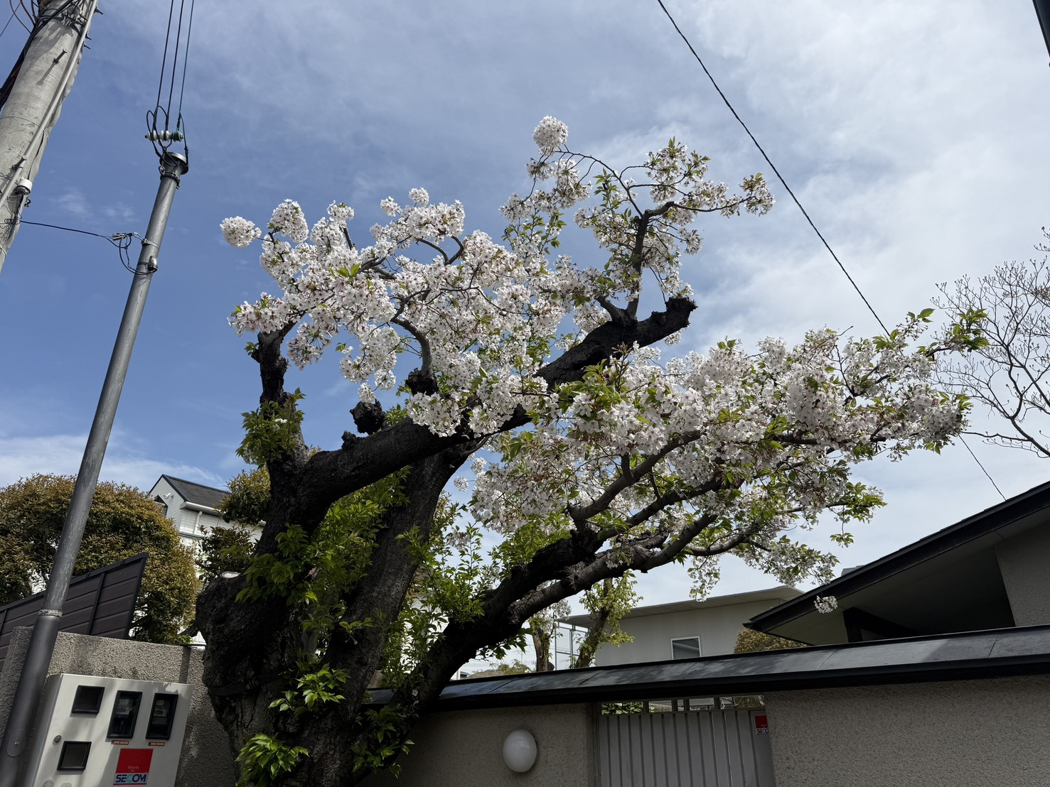 桜満開!の画像