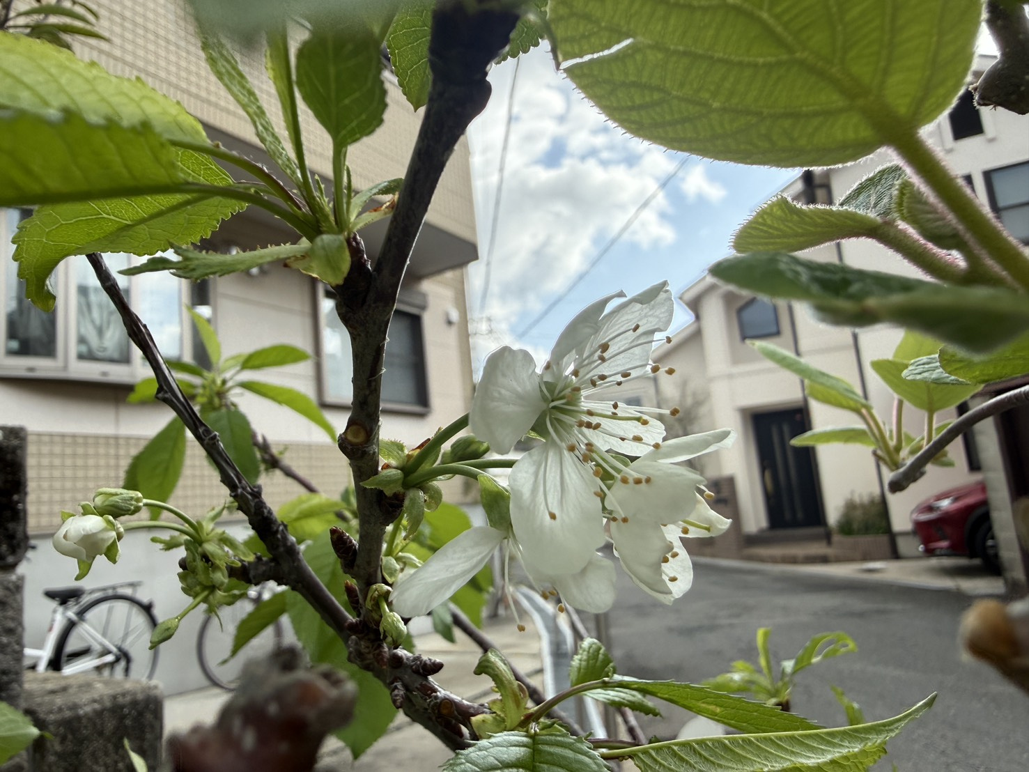 自宅のチェリー花が咲きました!の画像