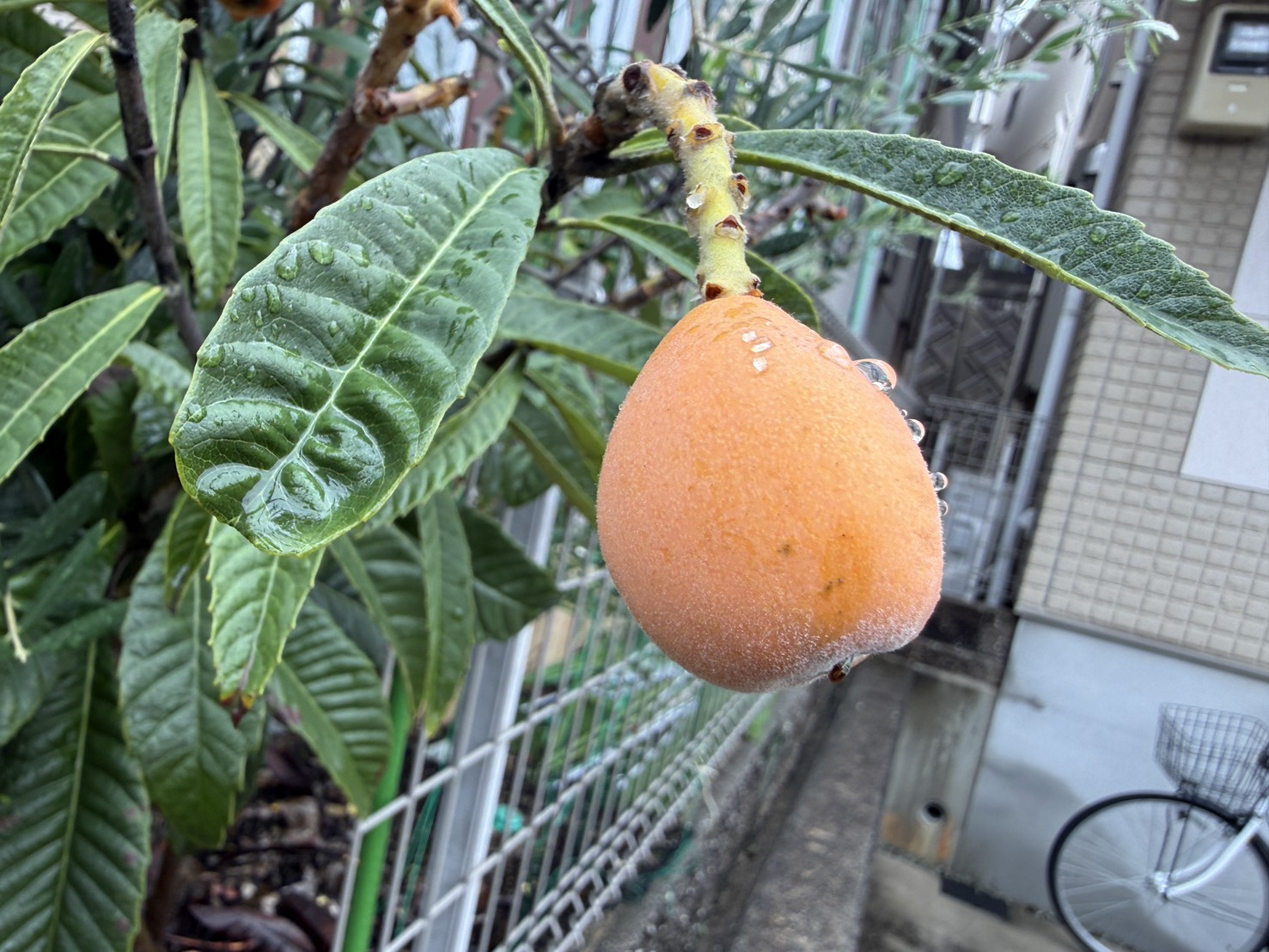 3日連続の雨~今朝はちょっとマシになってきました!の画像