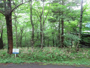那須町高久乙52万円の土地