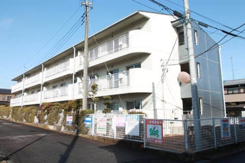 コスモスイトウの画像