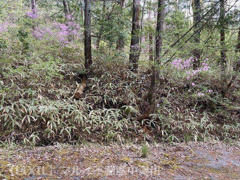 高山　別荘用地の画像