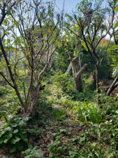 鳥取市吉方町1丁目 土地【外観】