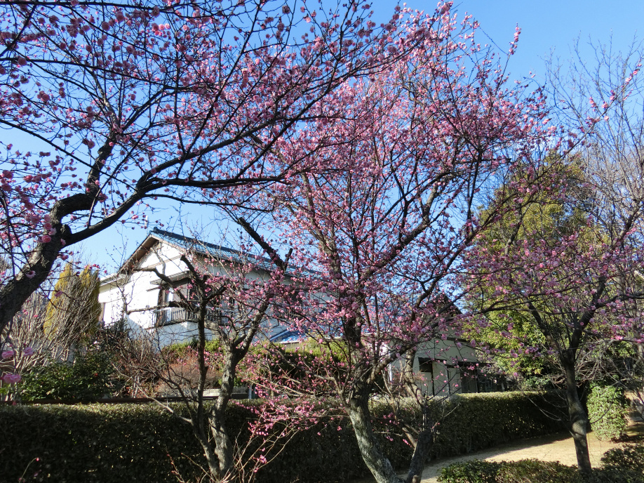 春の気配が立ち始めました！の画像