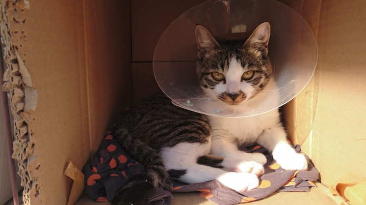 いきものにサンキューの画像