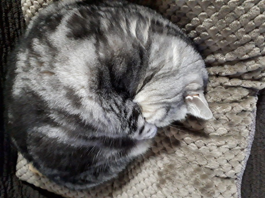 今日は猫の日です！！の画像