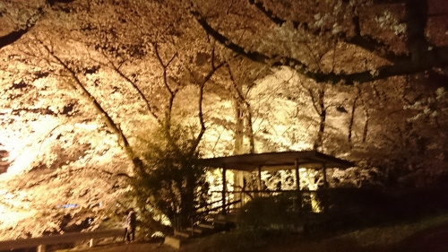 この桜吹雪がの画像