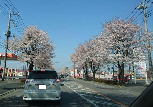 今年も桜前線が鹿沼にもやってきた♪の画像