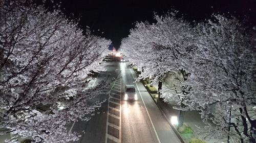 夜桜GET(*‘∀‘)の画像
