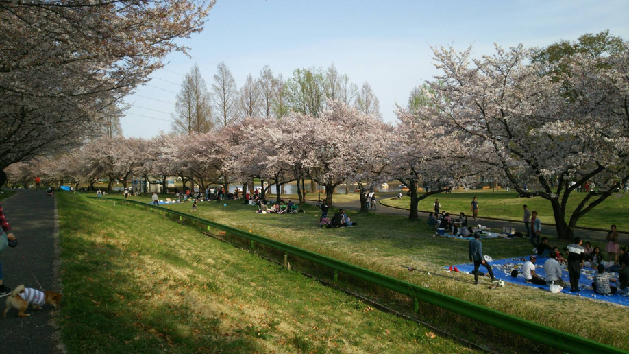お花見の画像