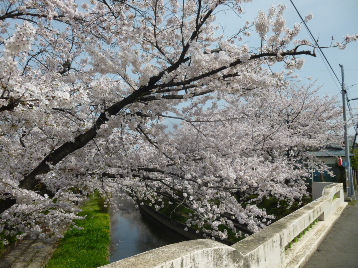 今年の花見は…の画像