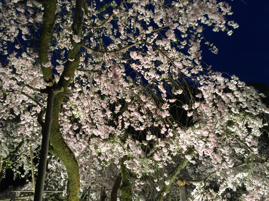 平安神宮 紅しだれコンサート 芦屋の不動産情報は株式会社oh 不動産