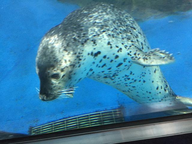 新江ノ島水族館の画像