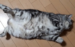 食後のメル！！の画像