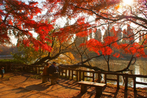 三鷹市には井の頭公園以外にも自然に親しめる公園がたくさんあります！の画像