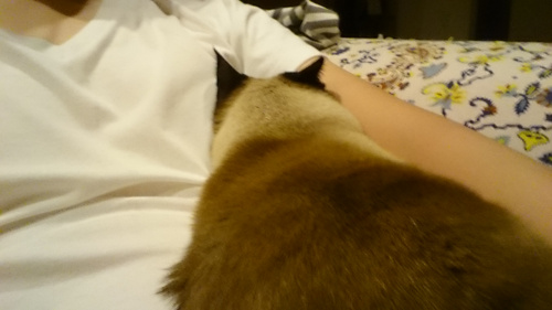 頭にボールが当たったら。の画像