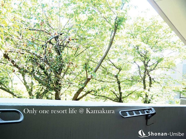新緑を輝かす南からの陽光＜鎌倉の不動産＞ SOLD OUTの画像