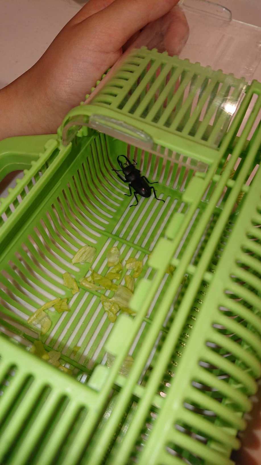 くわがたの画像