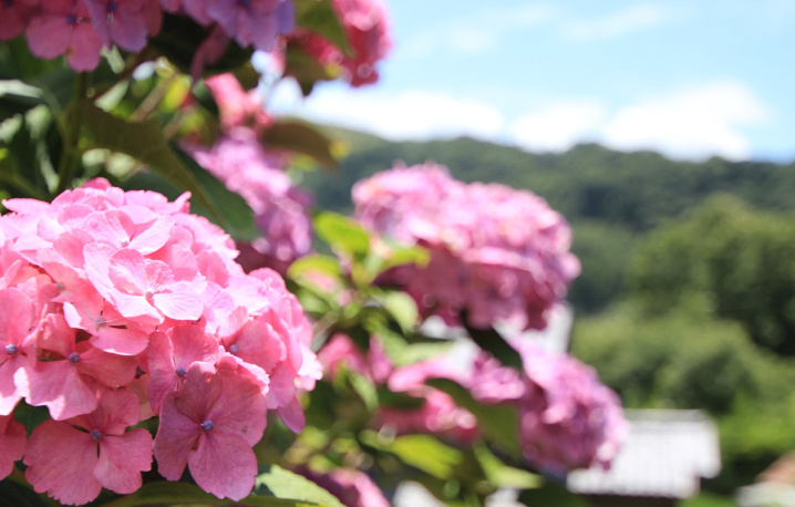 葉山～紫陽花の見どころ“新善光寺”の画像