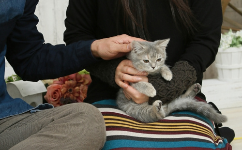 注意点を逃さずに！ペット可賃貸物件での生活の画像