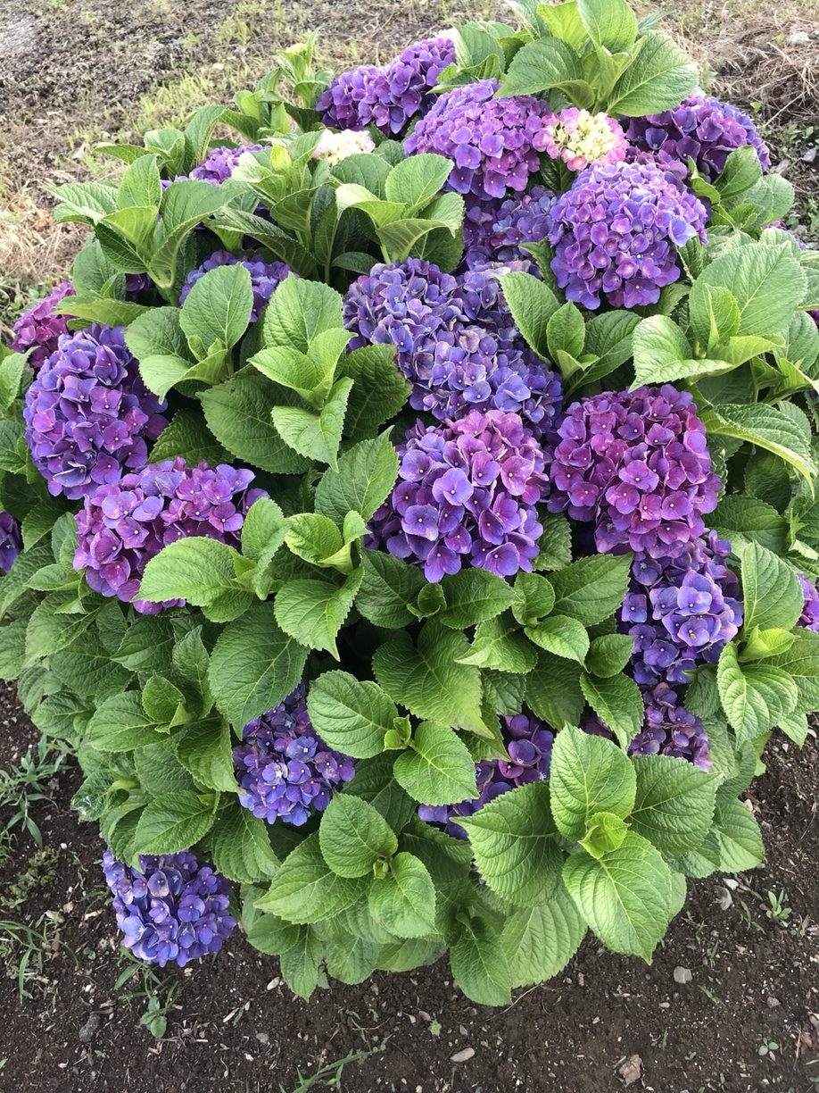 梅雨の楽しみの画像