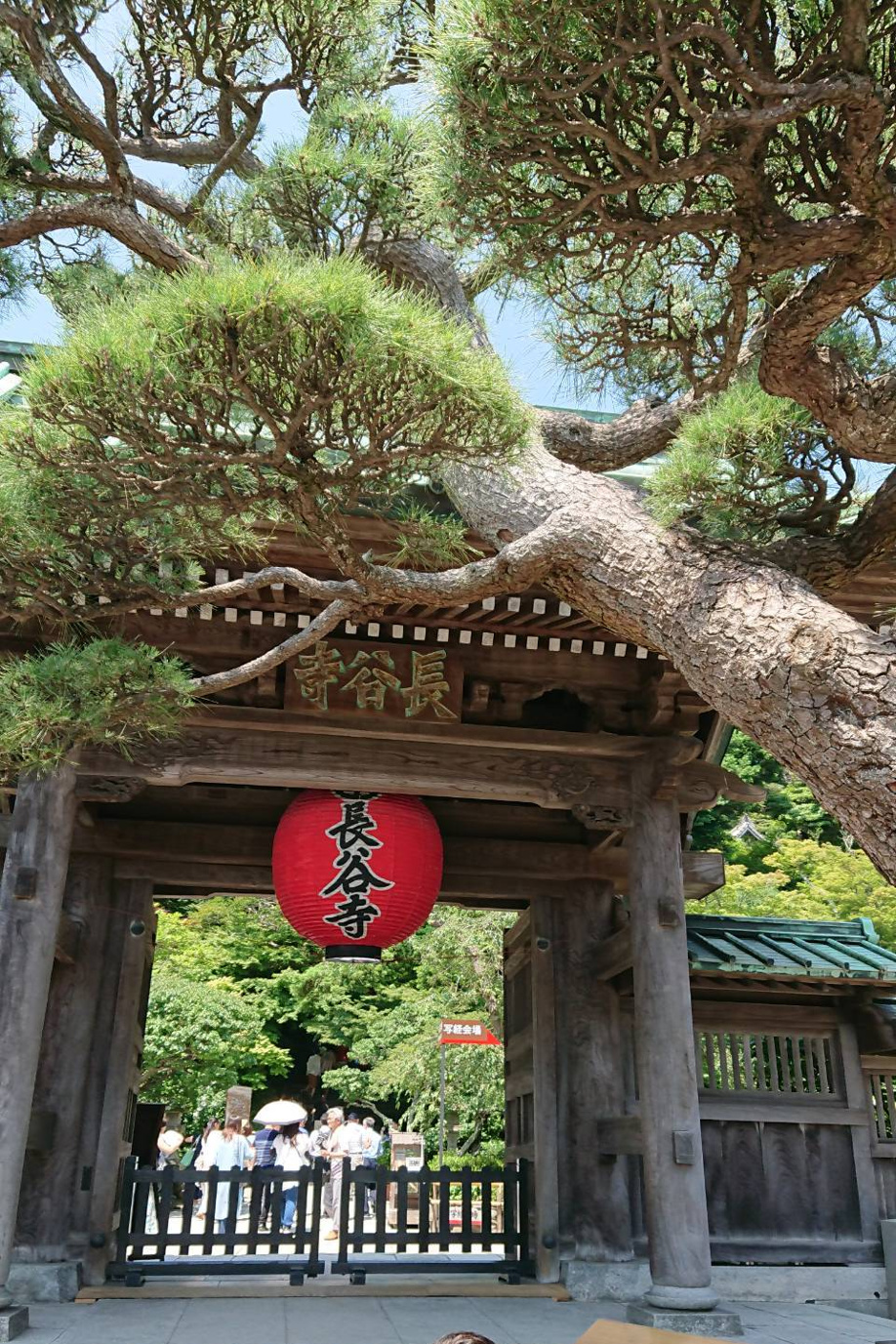 愛犬とあじさいを見に鎌倉散歩　長谷寺や高徳院の画像