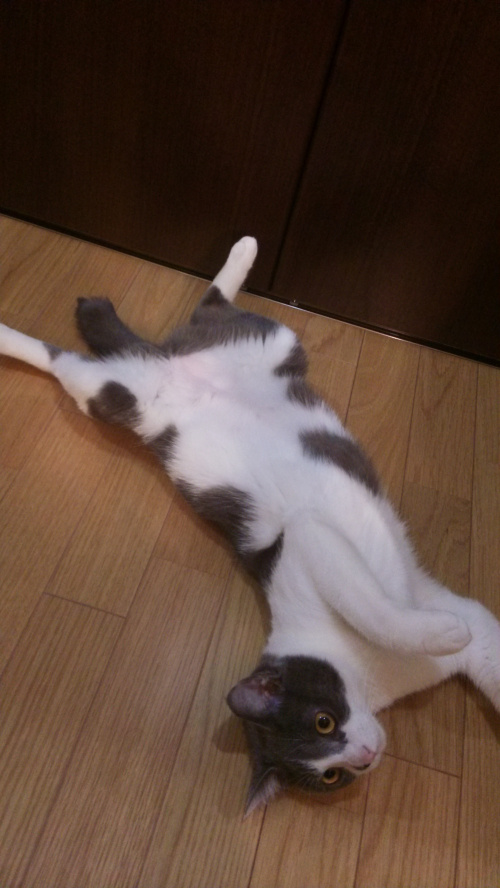 あつい！の画像