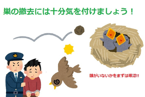 鳥が巣を作って鳴き声が…の画像