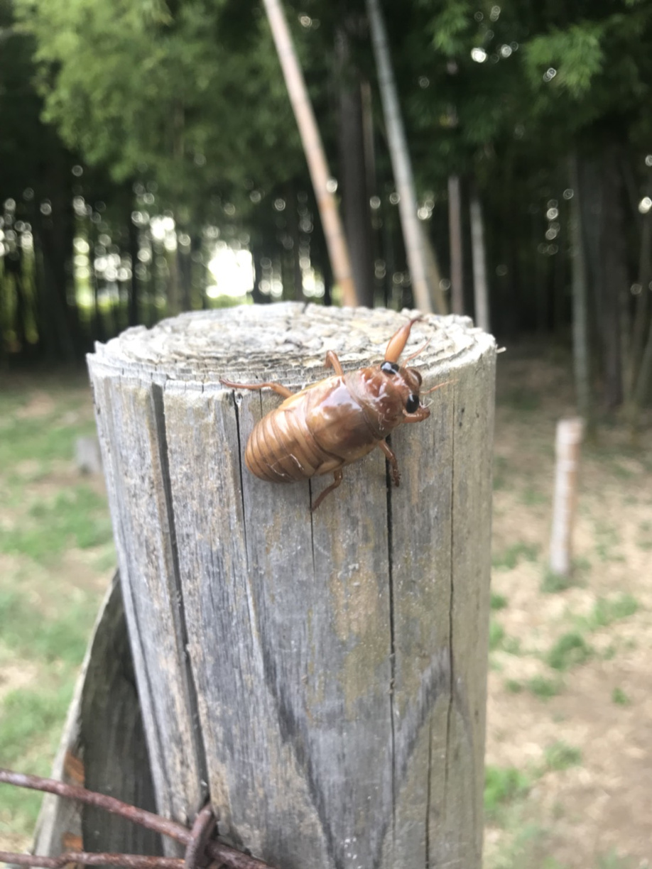 セミの幼虫に遭遇～セミの寿命を知った日～の画像