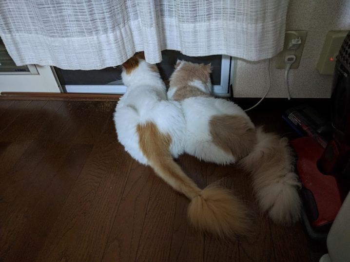 サマーカットにしてから約２か月（30.7．29）の画像