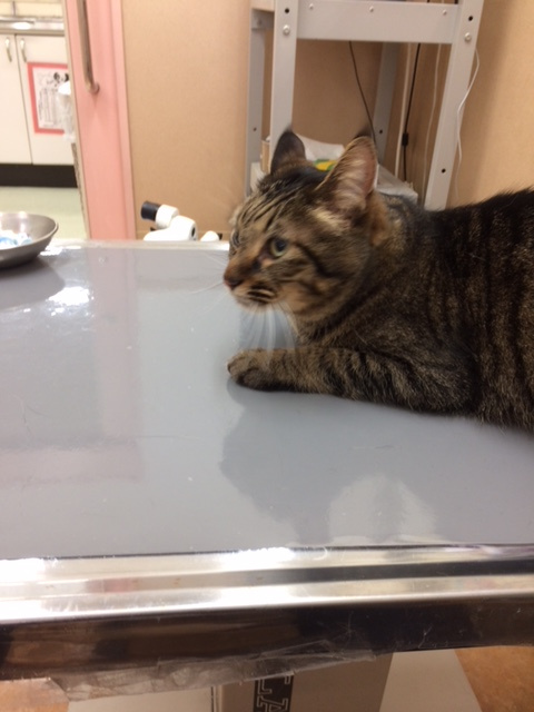 私の猫の話　｢My賃貸今池本店｣　の画像