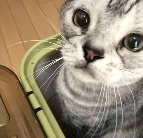 病院大好きっ♡小麦の画像
