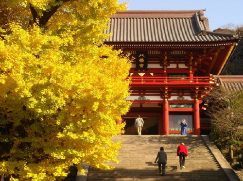 湘南 紅葉スポット 株式会社平塚メイン不動産