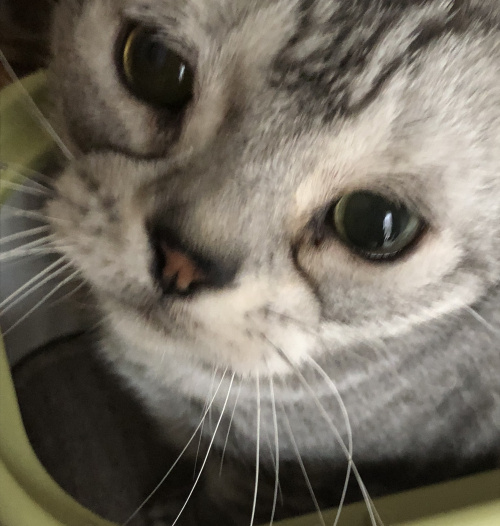 お出かけ大好き。。。小麦。の画像