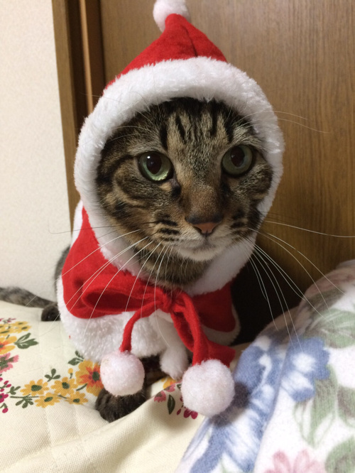 あと1ヶ月でクリスマス　【My賃貸　今池本店】の画像