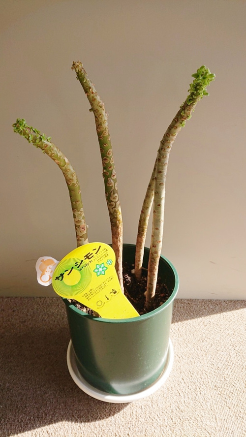多肉植物《サンシモン》の画像