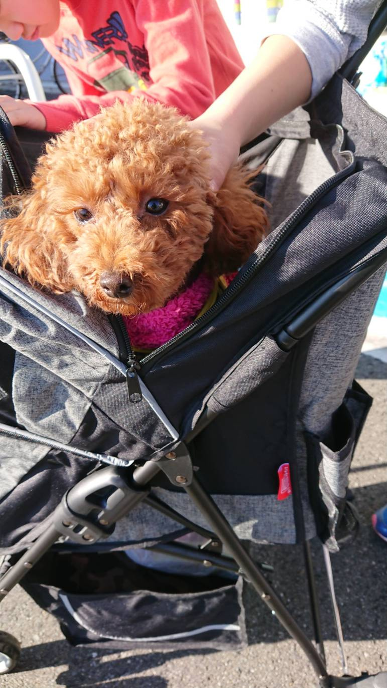 ペットのコジマで愛犬のカート購入 川越の一戸建て 土地はアジア不動産へ