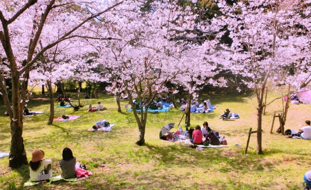 立川市で花見をしよう！桜の名所3選の画像