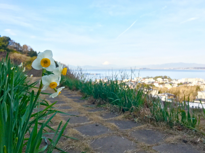 冬のあじさい公園もいいもんだ 湘南でマンションなどの不動産売買なら湘南海辺不動産
