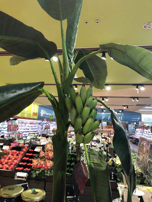 bananaの画像