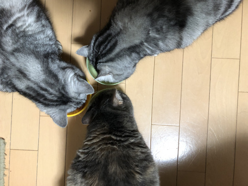 我が家のねこ達です！！の画像