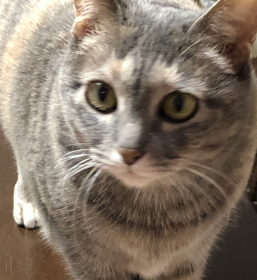 今朝の我が家のネコ(=^・^=)の画像