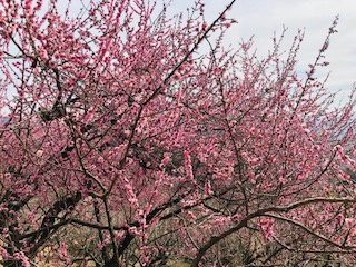 梅まつり♪の画像