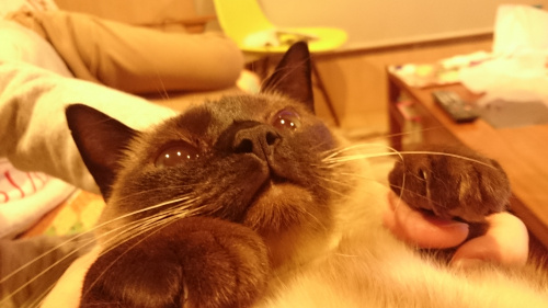 ダイエット番組を見て思う事。の画像