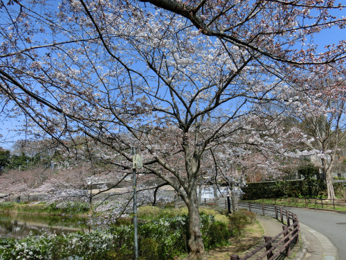 花島公園のサクラの画像