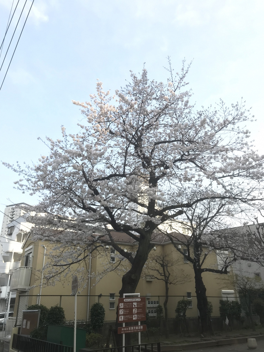 花見シーズン到来(^^♪の画像