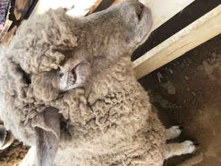 羊さん♡の画像